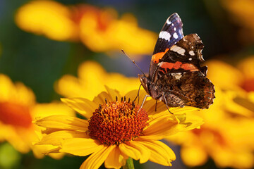 Wall Mural - Red admiral butterfly feeding with flower nectar ( Vanessa atalanta )