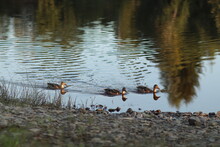 Three Ducks Swim In The Water. Ducks On The Background Of Water