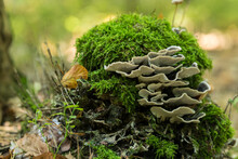 Poisonous, Inedible Mushrooms In The Autumn Forest.