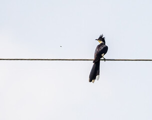 Wall Mural - A Pied Cuckoo resting on a wire