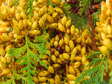 Green Thuja Western Twig And Detail Yellow Buds