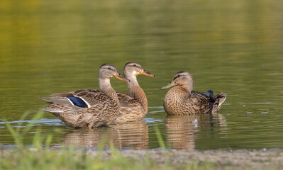 Wall Mural - Three Mallard ducks on a pond in Muskoka with golden background
