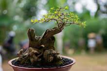 Bonsai Tree In A Pot