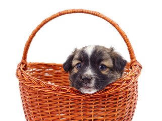 Poster - Puppy in a basket.