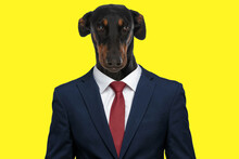 Sweet Timid Teckel Dachshund Dog Wearing Elegant Suit