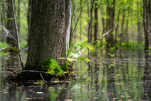 A Single Tree In A Swamp With Some Foliage And Moss Growing At The Base. 