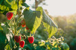 czerwone soczyste dojrzałe owoce malin na krzaku, pokazane w słońcu.