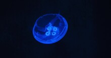 Underwater shot of Aurelia Hawaii, moon jellyfish, saucer jelly floating in the dark aquarium. Family Ulmaridae. Close-up, slow motion. Clear waters. Natural habitat of medusa. Clear waters.