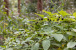 Atropa belladonna deadly nightshade toxic plant berries in the forest