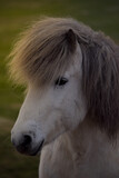 Fototapeta Zwierzęta - Konie na Islandii