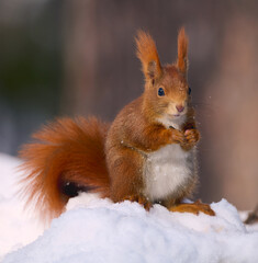 Wall Mural - eurasian red squirrel, sciurus vulgaris.
