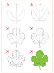 Wall Mural - Page shows how to learn to draw step by step fig leaf. Developing children skills for drawing and coloring. Printable worksheet for kids school exercise book. Flat vector illustration.