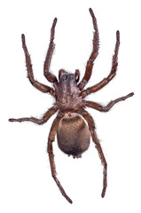 Wall Mural - dark brown large wolf spider top view