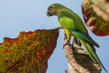 Wall Mural - Peach-fronted Parakeet (Eupsittula aurea) eating a leaf