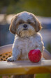 shih tzu dog with an apple at the table