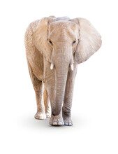 Transparent PNG Of Single Large Elephant.