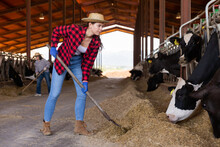 Female Farmer Working In Cowshed, Engaged In Breeding Of Milking Holstein Cows