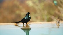 Common Grackle Bird Splashing Water Sunny Day - Nairobi, Kenya