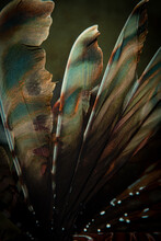Venemous Spines Of A Red Lionfish On The Charlie's Shoals Dive Site, Off The Dutch Caribbean Island Of Sint Maarten