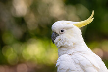 Wild Sulphur-crested Cockatoo (Cacatua Galerita) Closeup Portrait