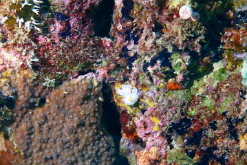 Wall Mural - Scuba diving at Chichi jima Bonin island, Ogasawara.