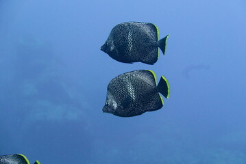 Wall Mural - Scuba diving at Chichi jima Bonin island, Ogasawara.