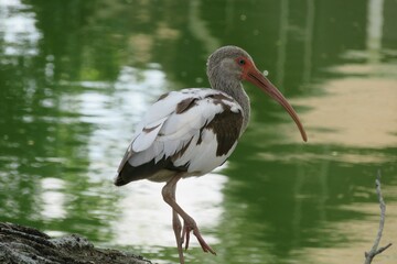 Ibis near the pond in Florida nature, closeup