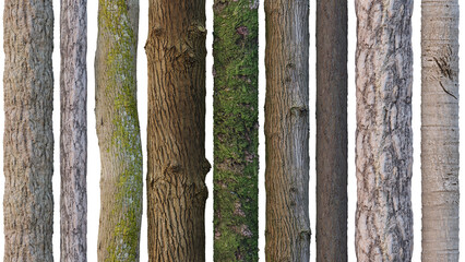 tree trunks isolated 
