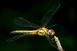 Yellow skimmer dragonfly, Pantala flavescens, Satara, Maharashtra, India