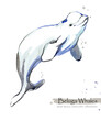 Beluga Whale isolated on white watercolor illustration