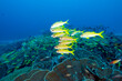 Yellowfin goatfishes, Mulloidichthys vanicolensis, over massive foliose corals Raja Ampat Indonesia.