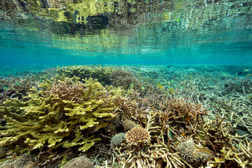 Reef scenic with pristine staghorn corals Raja Ampat Indonesia.