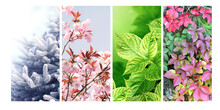 Four Seasons Of Year. Set Of Vertical Nature Banners With Winter, Spring, Summer And Autumn Scenes
