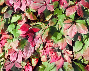 Sticker - Grape with green, lilac and red leaves in the woodland