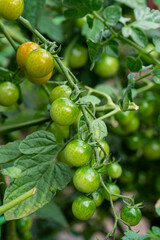 Wall Mural - A branch with green, ripening cherry tomatoes. Vegetables grown in our own garden. High quality photo