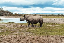 Black Rhinoceros Walking In Savanna. Diceros Bicornis.