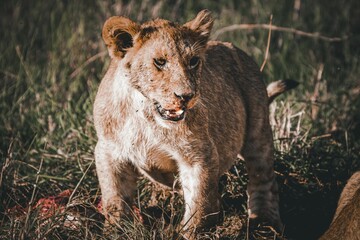 Sticker - Beautiful portrait of a female lion in the field on a sunny day