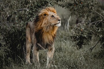 Sticker - Beautiful portrait of a male lion in the field on a sunny day