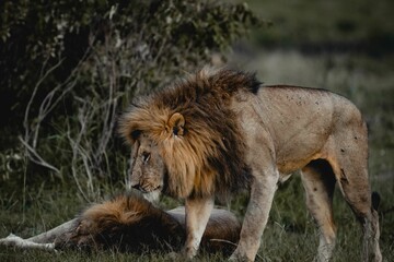 Sticker - Beautiful shot of two male lions in the field on a sunny day