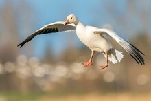 Shallow Focus Shot Of Adorable Snow Goose With Open Wings In The Air