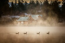 Row Of Four Geese Swimming In The Foggy Lake