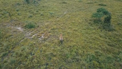 Sticker - Drone footage of a jackal running in the green natural surroundings