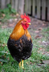 Poster - Vertical shot of a Rooster in a farm