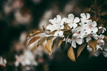 Canvas Print - Closeup shot of a cherry tree in blossom