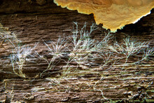 Poisonous Fungus Or Mold Or Disease Pest Of The Bark Of A Tree Trunk In A Forest