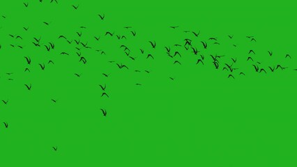 Poster - Flock of flying birds on a green screen background