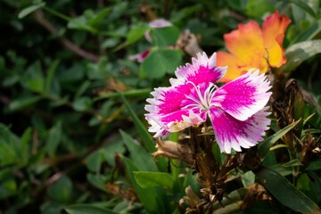 Sticker - Beautiful Natural Flowers In Nature