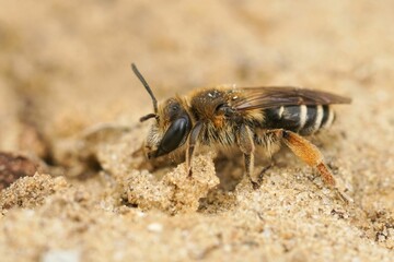 Wall Mural - Closeup on a female of the rarely photographed Andrena albofasciata sitting on a sandy soil