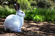 Young Californian Rabbit