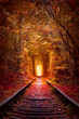 Famous Autumn Trees Tunnel with old railway - Tunnel of Love. Natural tunnel of love formed by trees.